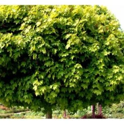 Kugleløn / Kugleahorn Acer Platanoides 'Globosum' Opstammet 180 Cm. 15 Liter Potte,- 2 års Krone 12 Kugleløn / Kugleahorn Acer Platanoides 'Globosum' Opstammet 180 Cm. 15 Liter Potte,- 2 års Krone -Osmoz Naturens Butik mi97 acer platanoides globosum ef2d