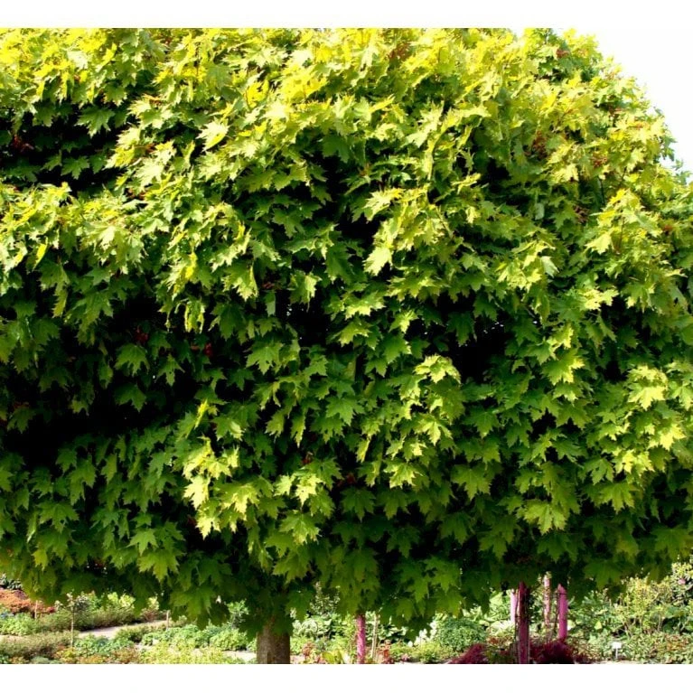 Kugleløn / Kugleahorn Acer Platanoides 'Globosum' Opstammet 180 Cm. 15 Liter Potte,- 2 års Krone 6 Kugleløn / Kugleahorn Acer Platanoides 'Globosum' Opstammet 180 Cm. 15 Liter Potte,- 2 års Krone - Billede 4