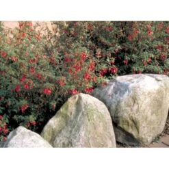 Fuchsia 'Karen' Fuchsia Magellanica 'Karen' 3,5 Liter Potte 12 Fuchsia 'Karen' Fuchsia Magellanica 'Karen' 3,5 Liter Potte -Osmoz Naturens Butik mi998 fuchsia magellanica karen 380c