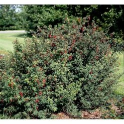 Fuchsia 'Karen' Fuchsia Magellanica 'Karen' 3,5 Liter Potte 11 Fuchsia 'Karen' Fuchsia Magellanica 'Karen' 3,5 Liter Potte -Osmoz Naturens Butik mi998 fuchsia magellanica karen b2fc