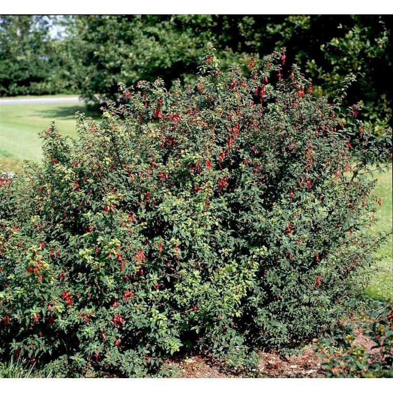 Fuchsia 'Karen' Fuchsia Magellanica 'Karen' 3,5 Liter Potte 6 Fuchsia 'Karen' Fuchsia Magellanica 'Karen' 3,5 Liter Potte - Billede 4
