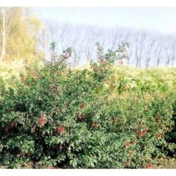 Fuchsia 'Karen' Fuchsia Magellanica 'Karen' 3,5 Liter Potte 13 Fuchsia 'Karen' Fuchsia Magellanica 'Karen' 3,5 Liter Potte -Osmoz Naturens Butik mi998 fuchsia magellanica karen cf57