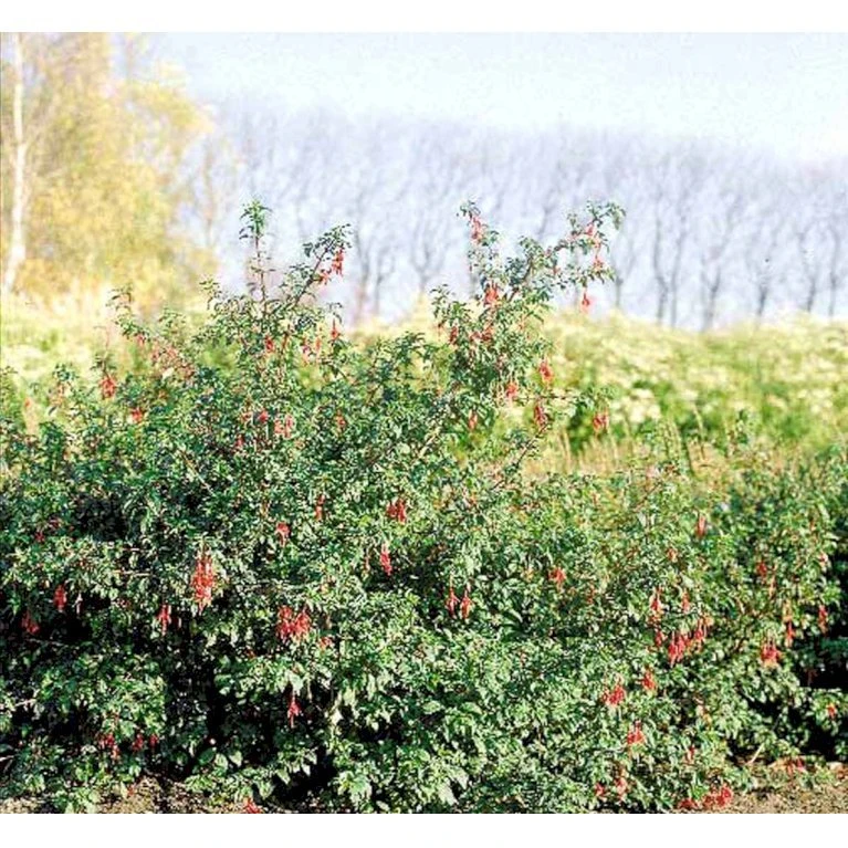 Fuchsia 'Karen' Fuchsia Magellanica 'Karen' 3,5 Liter Potte 8 Fuchsia 'Karen' Fuchsia Magellanica 'Karen' 3,5 Liter Potte - Billede 6