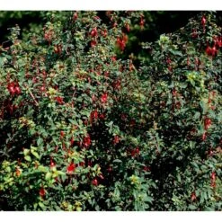 Fuchsia 'Karen' Fuchsia Magellanica 'Karen' 3,5 Liter Potte 10 Fuchsia 'Karen' Fuchsia Magellanica 'Karen' 3,5 Liter Potte -Osmoz Naturens Butik mi998 fuchsia magellanica karen ebbd