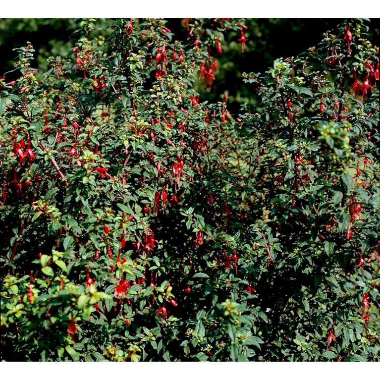 Fuchsia 'Karen' Fuchsia Magellanica 'Karen' 3,5 Liter Potte 5 Fuchsia 'Karen' Fuchsia Magellanica 'Karen' 3,5 Liter Potte - Billede 3