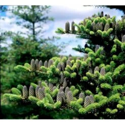 Korea-gran Abies Koreana Barrods,- 3 års (2/1) 12-25 Cm. -Osmoz Naturens Butik mi9 abies koreana 71c4