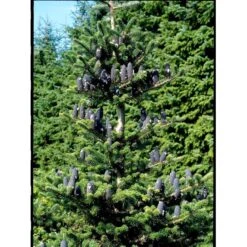 Korea-gran Abies Koreana Barrods,- 3 års (2/1) 12-25 Cm. -Osmoz Naturens Butik mi9 abies koreana 815d