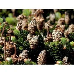 Korea-gran Abies Koreana Barrods,- 3 års (2/1) 12-25 Cm. -Osmoz Naturens Butik mi9 abies koreana a6d7