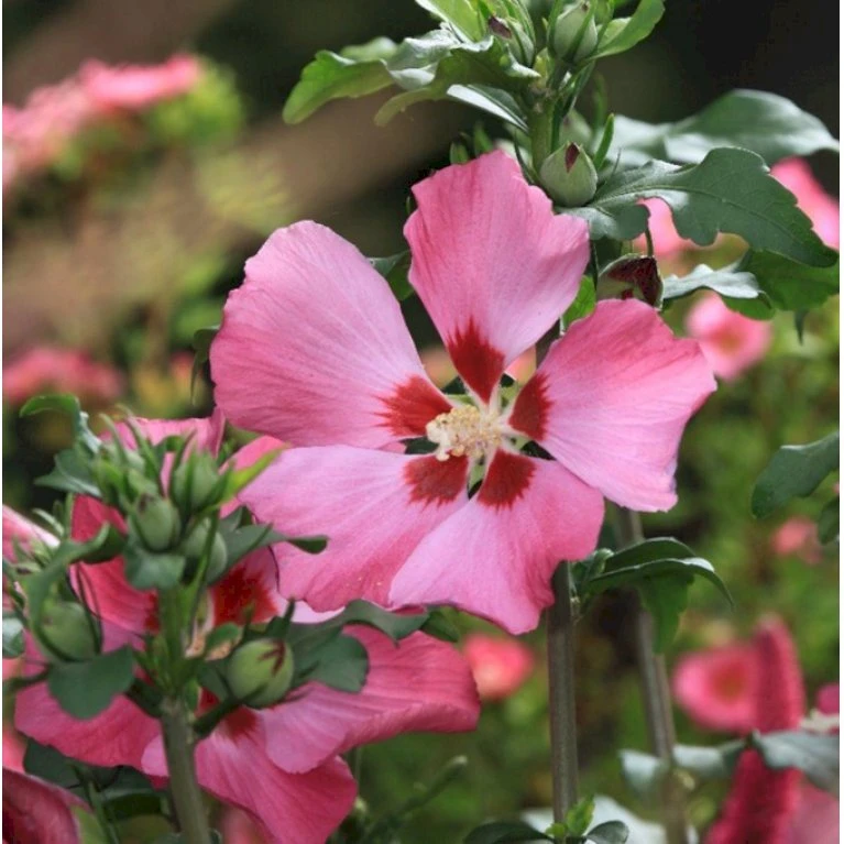 Syrisk Rose 'Woodbridge' Hibiscus Syriacus 'Woodbridge' Potte 4,0 Liter,- 50-60 Cm. 5 Syrisk Rose 'Woodbridge' Hibiscus Syriacus 'Woodbridge' Potte 4,0 Liter,- 50-60 Cm. - Billede 3