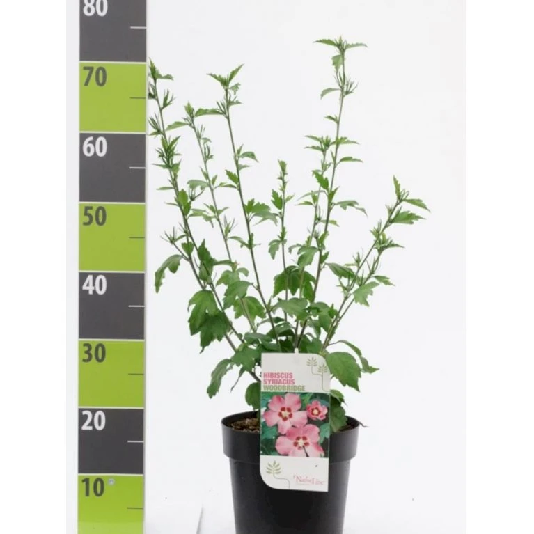 Syrisk Rose 'Woodbridge' Hibiscus Syriacus 'Woodbridge' Potte 4,0 Liter,- 50-60 Cm. 3 Syrisk Rose 'Woodbridge' Hibiscus Syriacus 'Woodbridge' Potte 4,0 Liter,- 50-60 Cm.