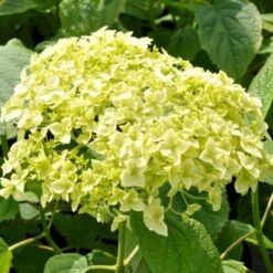 Træagtig Hortensia 'Annabelle' Hydrangea Arborescens 'Annabelle' Potte 2,0 Liter,- 30-40 Cm. -Osmoz Naturens Butik p1092 47353 hydrangea arborescens annabelle 31d0