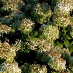 Træagtig Hortensia 'Annabelle' Hydrangea Arborescens 'Annabelle' Potte 2,0 Liter,- 30-40 Cm. -Osmoz Naturens Butik p1092 47354 hydrangea arborescens annabelle db42