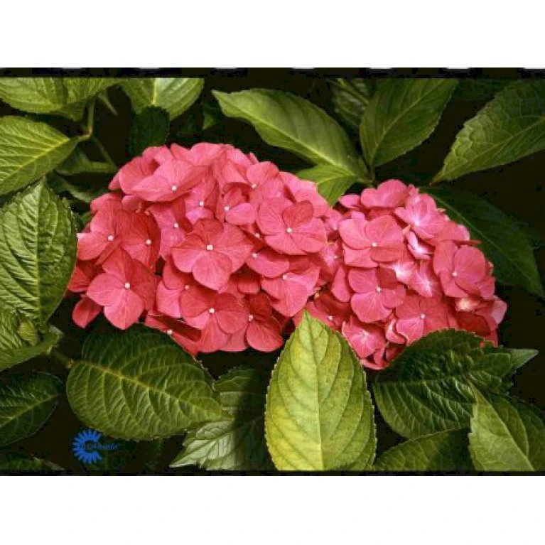 Hortensia 'Alpenglühen' Hydrangea Macrophylla 'Alpenglühen' 3,5 Liter Potte 3 Hortensia 'Alpenglühen' Hydrangea Macrophylla 'Alpenglühen' 3,5 Liter Potte