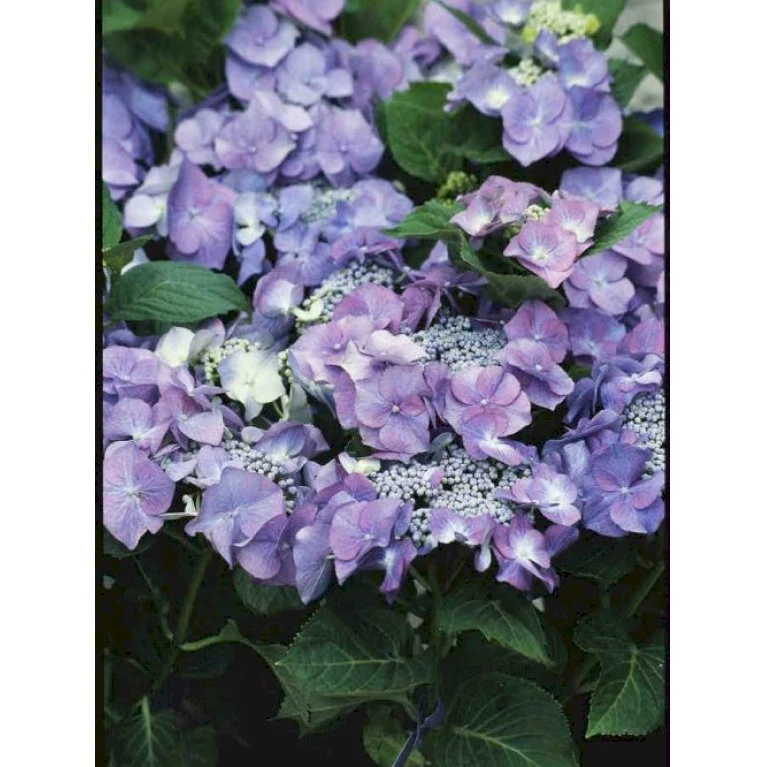 Hortensia 'Blaumeise' Hydrangea Macrophylla 'Blaumeise' 2,5 Liter 3 Hortensia 'Blaumeise' Hydrangea Macrophylla 'Blaumeise' 2,5 Liter