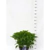 Hortensia 'Bodensee' Hydrangea Macrophylla 'Bodensee' Potte 10 Liter,- 40-50 Cm. -Osmoz Naturens Butik p1096 42118 hydrangea macrophylla bodensee c9ae