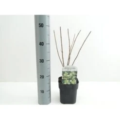 Syrén-Hortensia 'Kyushu' Hydrangea Paniculata 'Kyushu' Potte 2,0 Liter,- 30-40 Cm. -Osmoz Naturens Butik p1103 38446 image 1c97