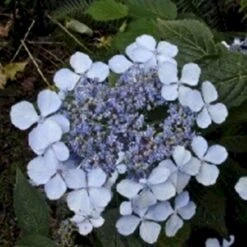 Japansk Hortensia 'Bluebird' Hydrangea Serrata 'Bluebird' 3,5 Liter Potte