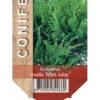Kinesisk Enebær 'Mint Julep' Juniperus Chinensis 'Mint Julep' Potte 2,0 Liter,- 20-25 Cm. -Osmoz Naturens Butik p1169 42005 juniperus chinensis mint julep cac3