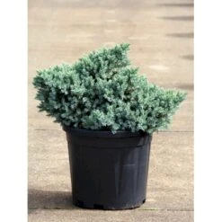 Lavtvoksende Blå Enebær 'Blue Star' Juniperus Squamata 'Blue Star' Potte 5,0 Liter,- 25-30 Cm. -Osmoz Naturens Butik p1183 11152 juniperus squamata blue star 33a7