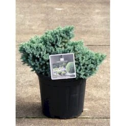 Lavtvoksende Blå Enebær 'Blue Star' Juniperus Squamata 'Blue Star' Potte 5,0 Liter,- 25-30 Cm. -Osmoz Naturens Butik p1183 11153 juniperus squamata blue star 482f