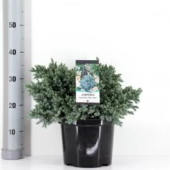 Lavtvoksende Blå Enebær 'Blue Star' Juniperus Squamata 'Blue Star' Potte 5,0 Liter,- 25-30 Cm. -Osmoz Naturens Butik p1183 33444 juniperus squamata blue star 6da1
