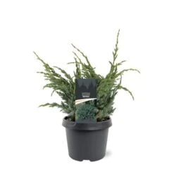 Blå Enebær 'Meyeri' Juniperus Squamata 'Meyeri' Potte 3,0 Liter,- 30-40 Cm.
