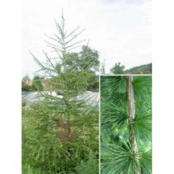 Hybridlærk Larix Eurolepis Barrods,- 2 års (2/0) 30-80 Cm.