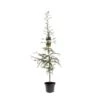 Japansk Lærk Larix Kaempferi Potte 7,5 Liter 175-200 Cm. -Osmoz Naturens Butik p1209 43346 larix kaempferi 155c