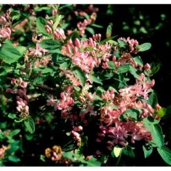 Tatarisk Gedeblad Lonicera Tatarica Solitær Busk 150-200 Cm. - Med Klump