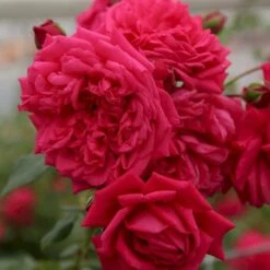 'Laguna'® Rosa X 'Laguna'® (Slyngrose) A-Kvalitet,- Barrods Roser Min. 3 Grene -Osmoz Naturens Butik p12743 53595 rosa x laguna slyngrose 5be6