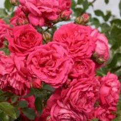 'Laguna'® Rosa X 'Laguna'® (Slyngrose) A-Kvalitet,- Barrods Roser Min. 3 Grene -Osmoz Naturens Butik p12743 53596 rosa x laguna slyngrose 00db