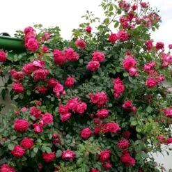 'Laguna'® Rosa X 'Laguna'® (Slyngrose) A-Kvalitet,- Barrods Roser Min. 3 Grene -Osmoz Naturens Butik p12743 53597 rosa x laguna slyngrose 0d36