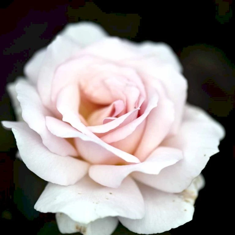 'A White Shade Of Pale' Rosa X 'A White Shade Of Pale' (Storblomstrende) A-Kvalitet,- Barrods Roser Min. 3 Grene 3 'A White Shade Of Pale' Rosa X 'A White Shade Of Pale' (Storblomstrende) A-Kvalitet,- Barrods Roser Min. 3 Grene