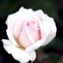 'A White Shade Of Pale' Rosa X 'A White Shade Of Pale' (Storblomstrende) A-Kvalitet,- Barrods Roser Min. 3 Grene 10 'A White Shade Of Pale' Rosa X 'A White Shade Of Pale' (Storblomstrende) A-Kvalitet,- Barrods Roser Min. 3 Grene -Osmoz Naturens Butik p12749 51193 rosa x a white shade of pale e288