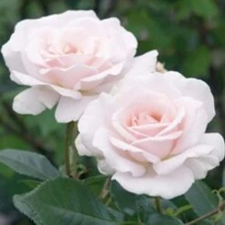 'A White Shade Of Pale' Rosa X 'A White Shade Of Pale' (Storblomstrende) A-Kvalitet,- Barrods Roser Min. 3 Grene 11 'A White Shade Of Pale' Rosa X 'A White Shade Of Pale' (Storblomstrende) A-Kvalitet,- Barrods Roser Min. 3 Grene -Osmoz Naturens Butik p12749 51194 rosa x a white shade of pale c27f