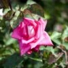 'Acapella'® Rosa X 'Acapella'® (Storblomstrende) A-Kvalitet,- Barrods Roser Min. 3 Grene