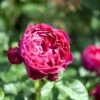 'Ascot'® Rosa X 'Ascot'® (storblomstrende) A-Kvalitet,- Barrods Roser Min. 3 Grene -Osmoz Naturens Butik p12751 51202 rosa x ascot storblomstrende 5f8b