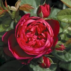 'Ascot'® Rosa X 'Ascot'® (storblomstrende) A-Kvalitet,- Barrods Roser Min. 3 Grene -Osmoz Naturens Butik p12751 53958 rosa x ascot storblomstrende 5386