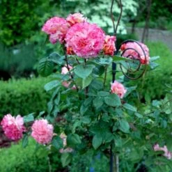 'Augusta Louise'® Rosa X 'Augusta Louise'® (Storblomstrende) A-Kvalitet,- Barrods Roser Min. 3 Grene -Osmoz Naturens Butik p12752 51206 rosa x augusta louise 593d