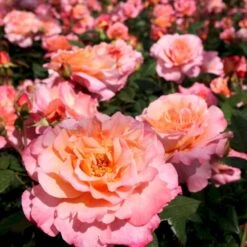 'Augusta Louise'® Rosa X 'Augusta Louise'® (Storblomstrende) A-Kvalitet,- Barrods Roser Min. 3 Grene -Osmoz Naturens Butik p12752 53961 rosa x augusta louise storblomstrende 9a6b