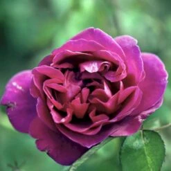 'Blackberry Nip' Rosa X 'Blackberry Nip' (Storblomstrende) A-Kvalitet,- Barrods Roser Min. 3 Grene -Osmoz Naturens Butik p12753 51219 rosa x blackberry nip storblomstrende c2b2