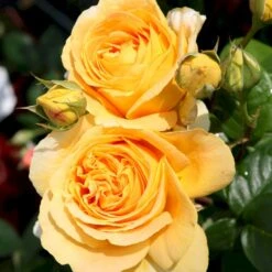 'Candlelight'® Rosa X 'Candlelight'® (Storblomstrende) A-Kvalitet,- Barrods Roser Min. 3 Grene -Osmoz Naturens Butik p12754 53967 rosa x candlelight storblomstrende e650