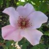'Dainty Bess' Rosa X 'Dainty Bess' (storblomstrende) A-Kvalitet,- Barrods Roser Min. 3 Grene -Osmoz Naturens Butik p12756 51246 rosa x dainty bess storblomstrende 8cab