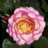 'Gorgeous'™ Rosa X 'Gorgeous'™ (Storblomstrende) A-Kvalitet,- Barrods Roser Min. 3 Grene 1 'Gorgeous'™ Rosa X 'Gorgeous'™ (Storblomstrende) A-Kvalitet,- Barrods Roser Min. 3 Grene -Osmoz Naturens Butik p12758 51285 rosa x gorgeous storblomstrende 2dd1