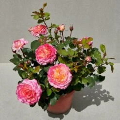 'Gorgeous'™ Rosa X 'Gorgeous'™ (Storblomstrende) A-Kvalitet,- Barrods Roser Min. 3 Grene -Osmoz Naturens Butik p12758 51286 rosa x gorgeous storblomstrende 5f9b