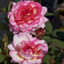 'Gorgeous'™ Rosa X 'Gorgeous'™ (Storblomstrende) A-Kvalitet,- Barrods Roser Min. 3 Grene -Osmoz Naturens Butik p12758 51287 rosa x gorgeous storblomstrende e2cd