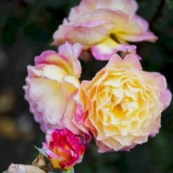 'Gorgeous'™ Rosa X 'Gorgeous'™ (Storblomstrende) A-Kvalitet,- Barrods Roser Min. 3 Grene -Osmoz Naturens Butik p12758 51288 rosa x gorgeous storblomstrende c02c