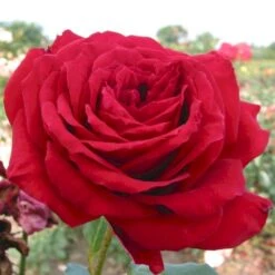 'Isabella Rossellini'™ Rosa X 'Isabella Rossellini'™ (Storblomstrende) A-Kvalitet,- Barrods Roser Min. 3 Grene -Osmoz Naturens Butik p12759 51305 rosa x isabella rossellini storblomstrende 293f