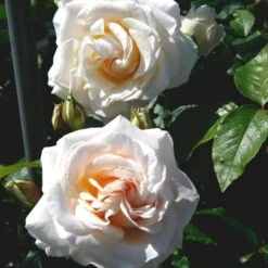'Marvellous'™ Rosa X 'Marvellous'™ (Storblomstrende) A-Kvalitet,- Barrods Roser Min. 3 Grene -Osmoz Naturens Butik p12765 51332 rosa x marvellous storblomstrende 42ba