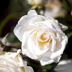 'Marvellous'™ Rosa X 'Marvellous'™ (Storblomstrende) A-Kvalitet,- Barrods Roser Min. 3 Grene -Osmoz Naturens Butik p12765 51333 rosa x marvellous storblomstrende 5dad